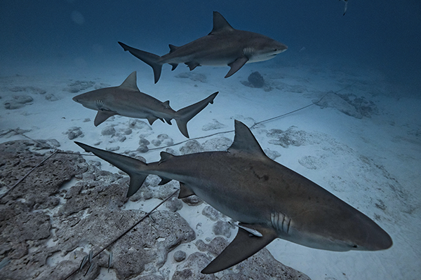 Bull Shark Experience 1 Tank